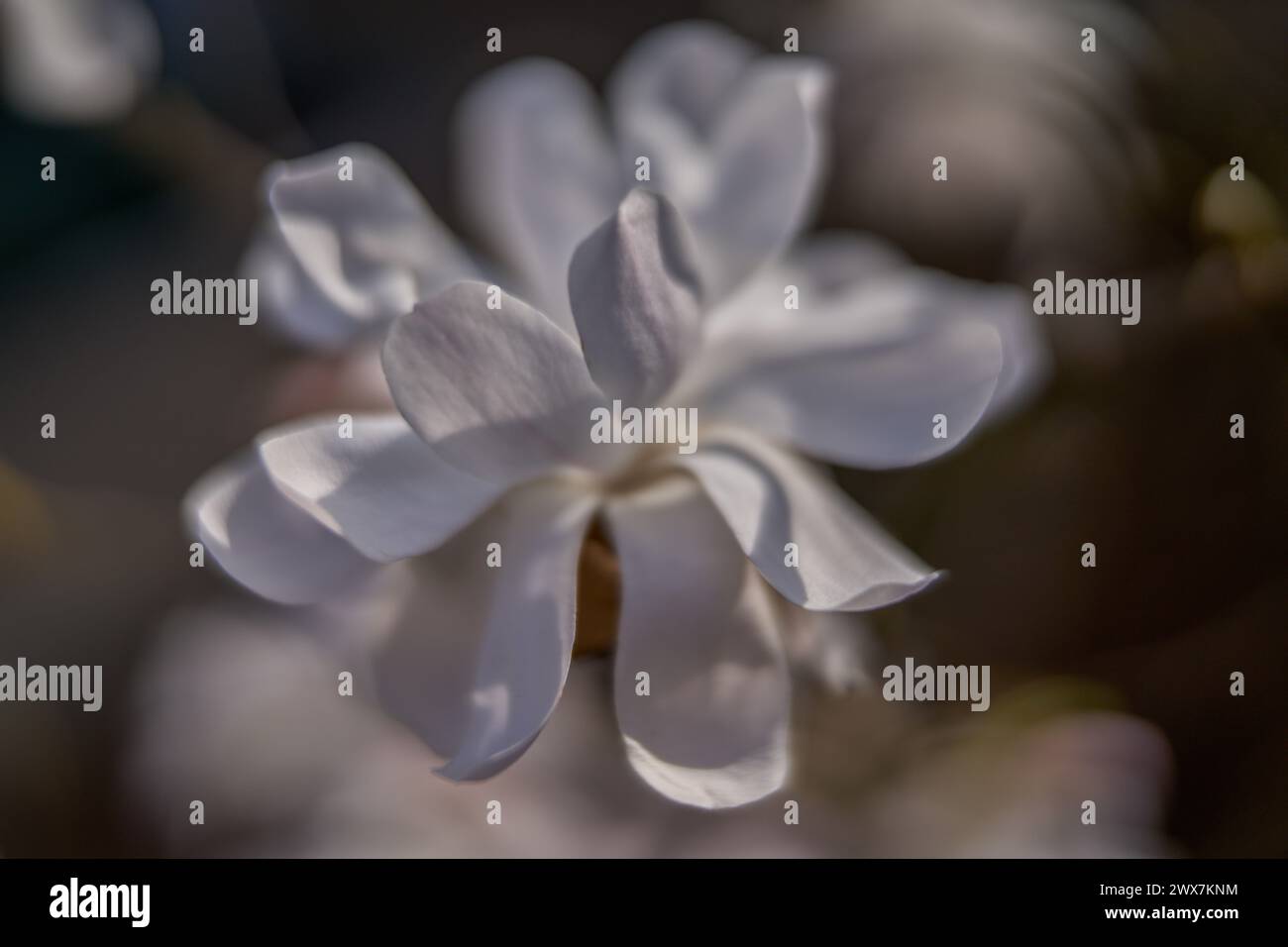 Fleur de magnolia blanc close up Magnolia kobus Banque D'Images