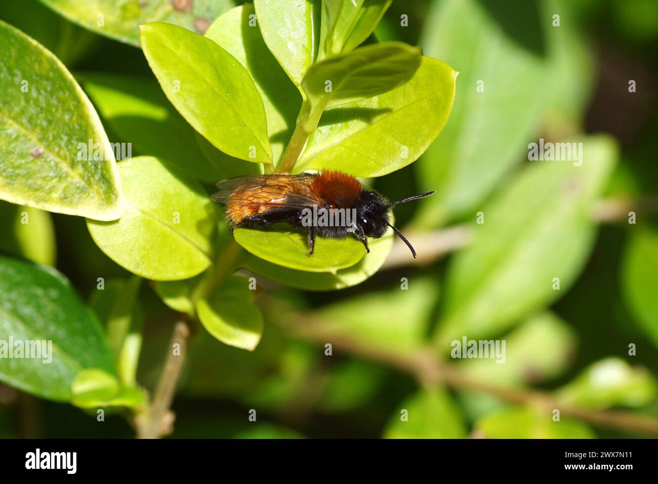 Femelle Tawny Mining Bee (Andrena fulva). Famille des abeilles minières (Andrenidae). Sur une feuille verte d'un arbuste privet. Printemps, mars. Jardin hollandais, pays-Bas. Banque D'Images