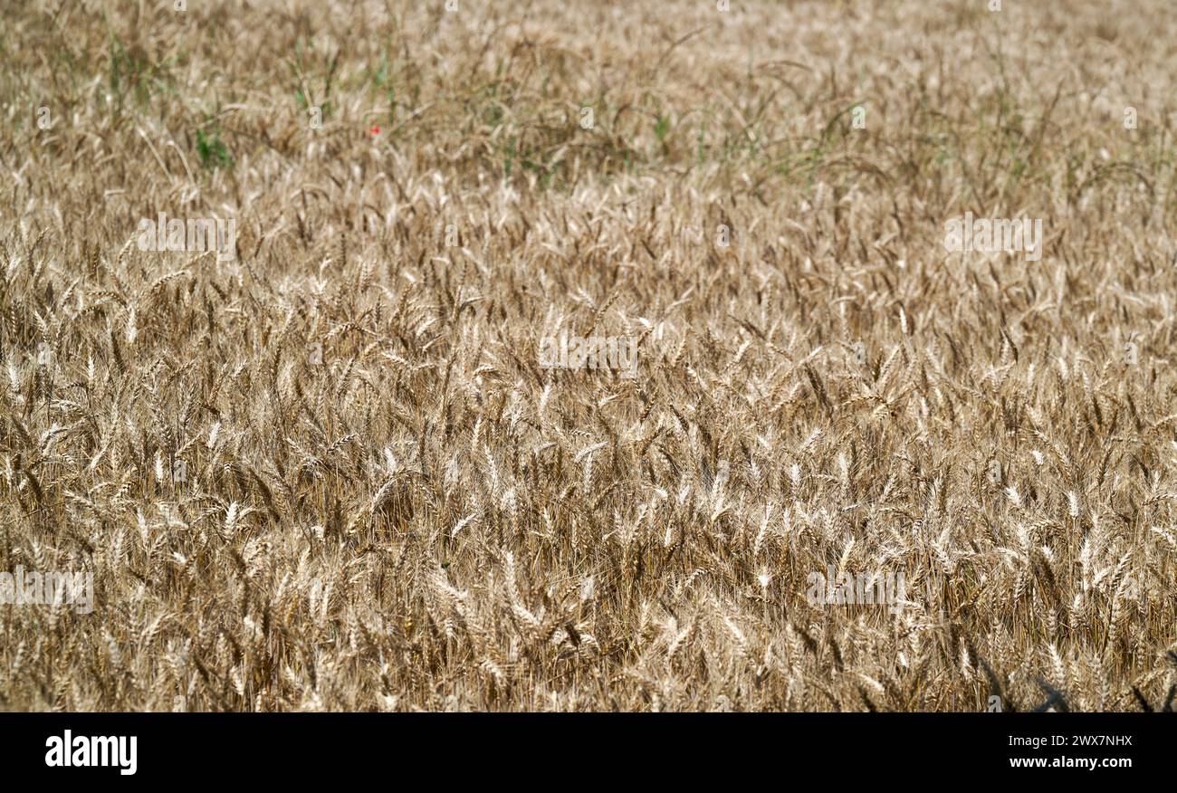 Épis de blé au premier plan. Jeune champ de blé de couleur verte, mue par des rafales de vent. Champ de blé ensoleillé en juillet. Banque D'Images