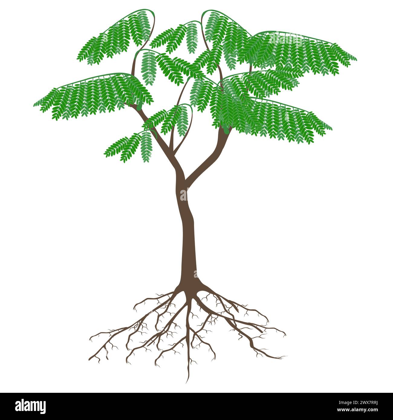 Arbre avec des racines isolé sur un fond blanc. Illustration de Vecteur