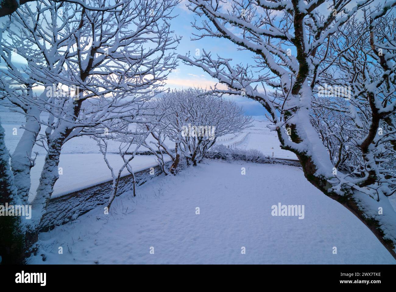 Neige fraîche sur les arbres dans le jardin rural, Orcades Islands Banque D'Images