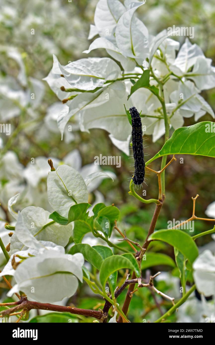 Chenille mangeant des feuilles de bougainvilliers sur le jardin Banque D'Images