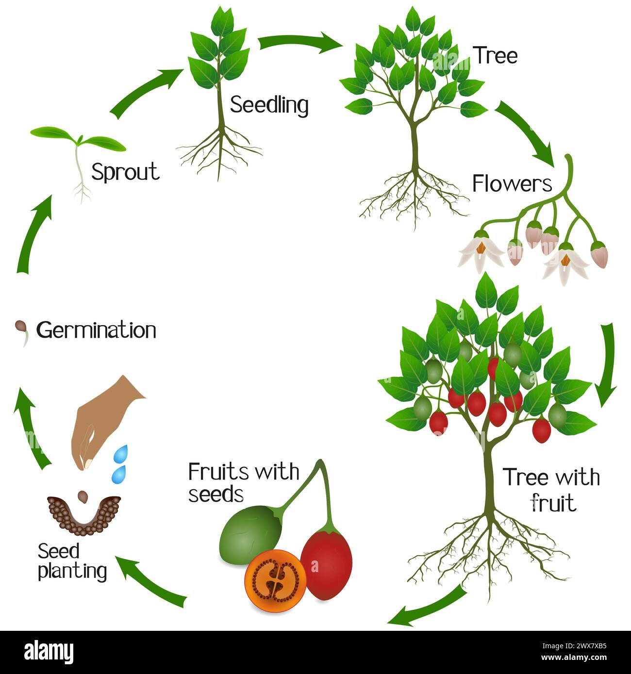 Un cycle de croissance de la plante tamarillo sur un fond blanc. Illustration de Vecteur