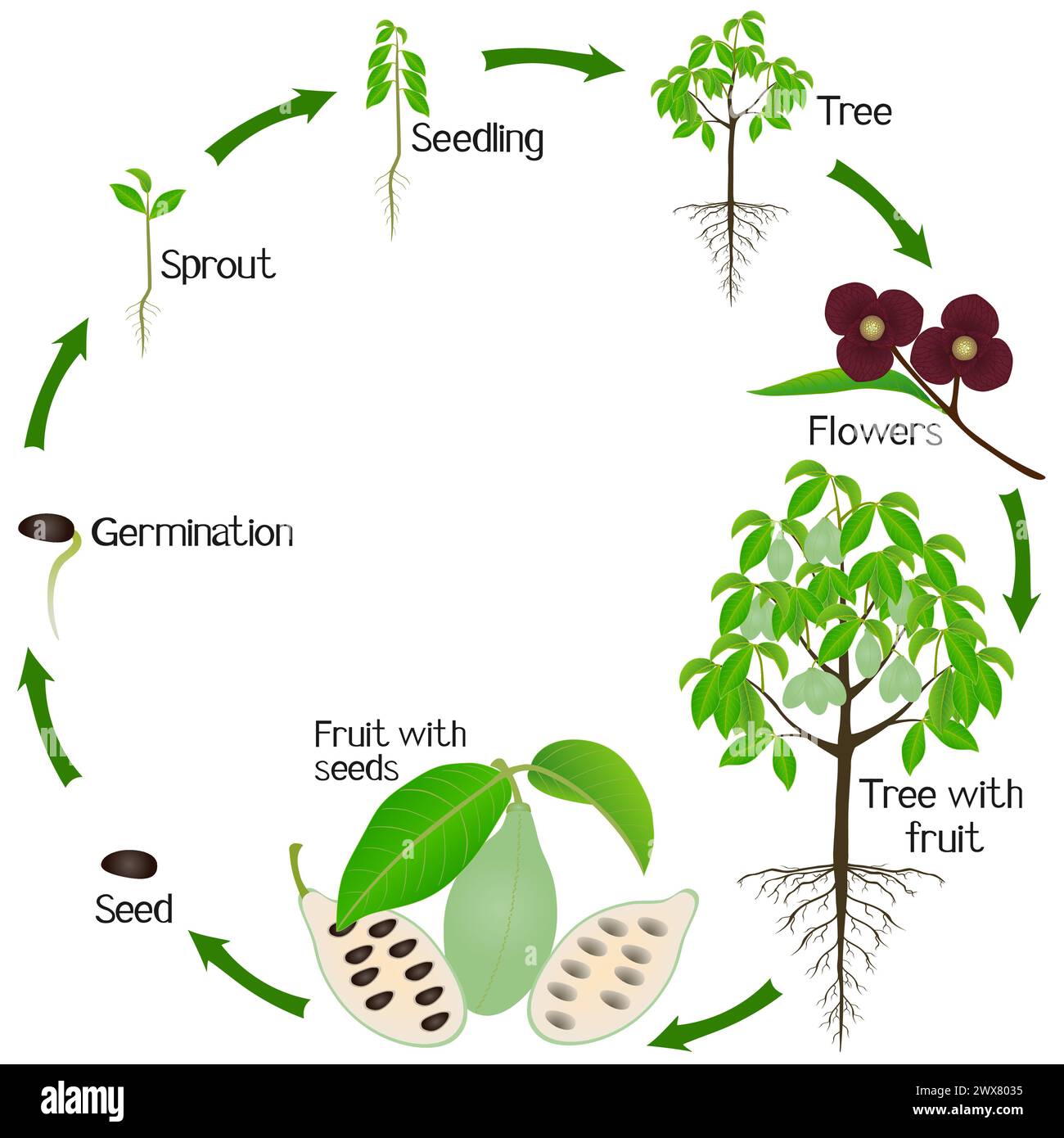 Un cycle de croissance de asimina triloba la plante pawpaw sur un fond blanc. Illustration de Vecteur