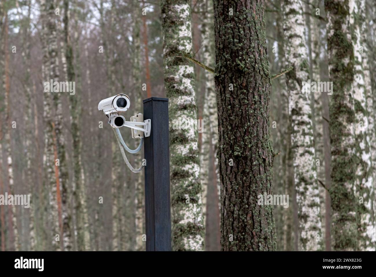 Caméra vidéo de surveillance blanche dans une forêt d'hiver sur fond d'arbres. Banque D'Images