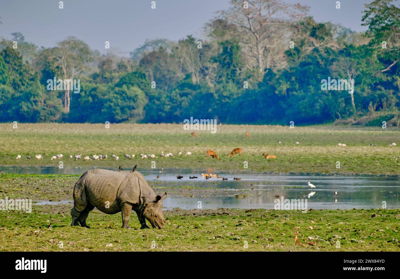 Pâturage de rhinocéros dans les prairies forestières Banque D'Images