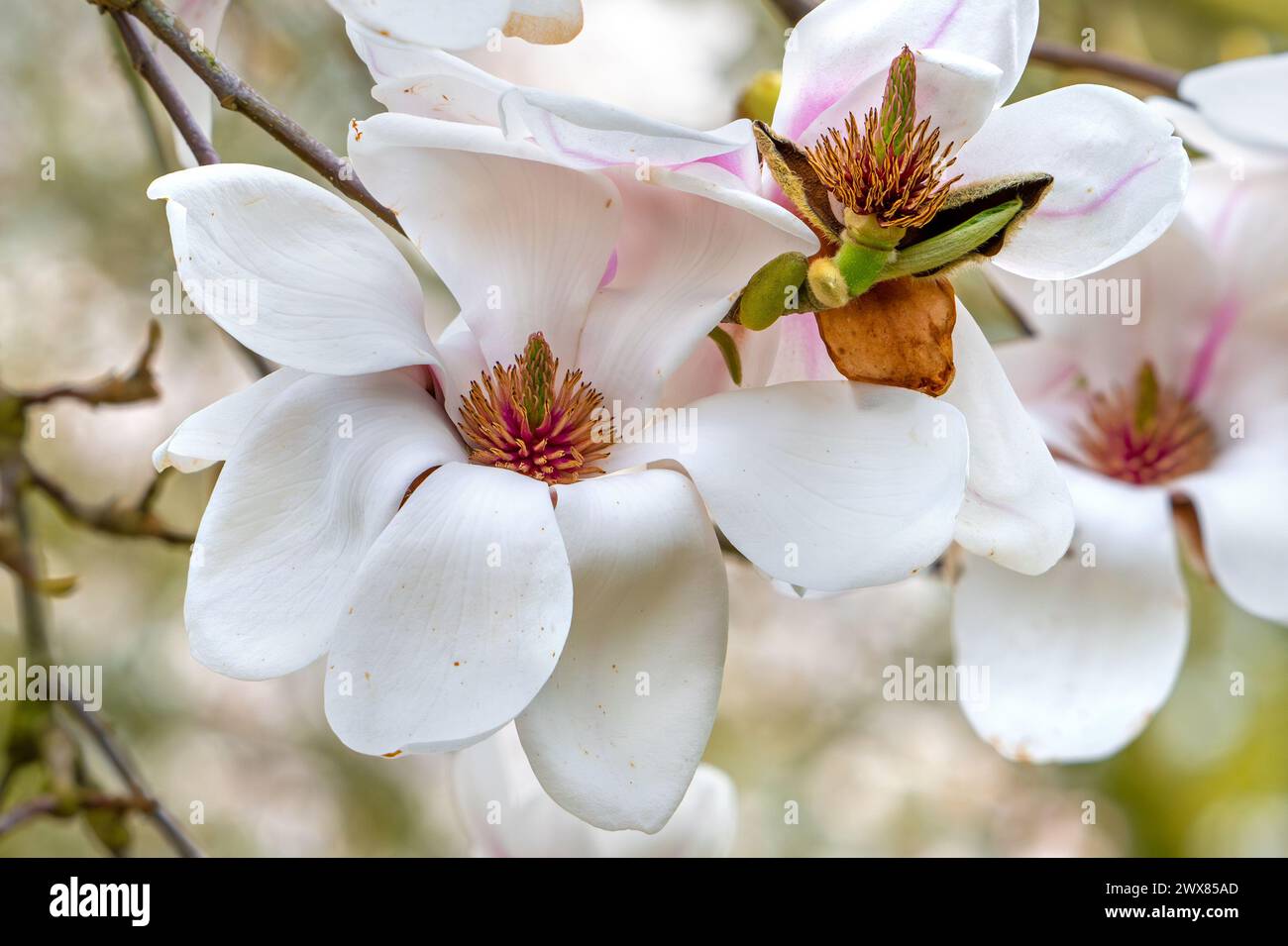 Magnolia fleuri Daisy Diva montrant des fleurs blanches et gynoecium au printemps Banque D'Images