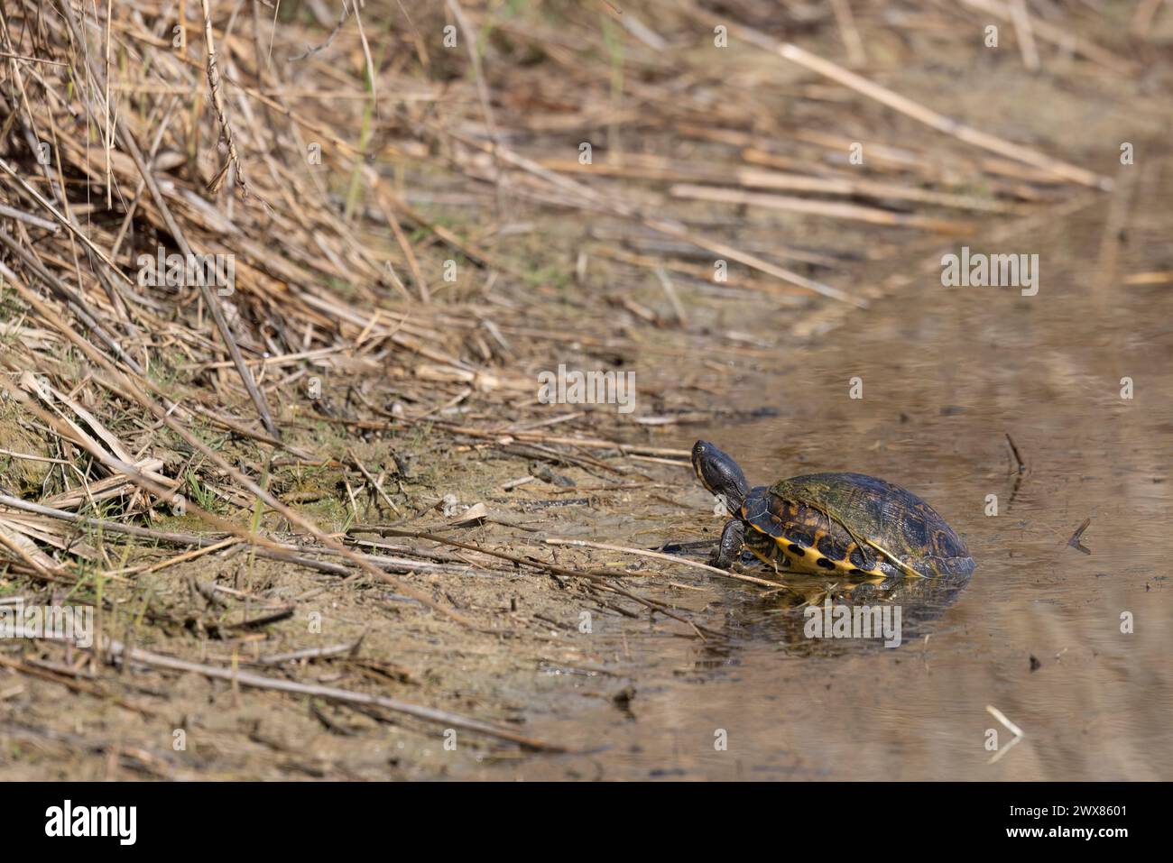 Tortue d'étang européen ou terrapin d'étang européen ou tortue d'étang européen (Emys orbicularis). Banque D'Images