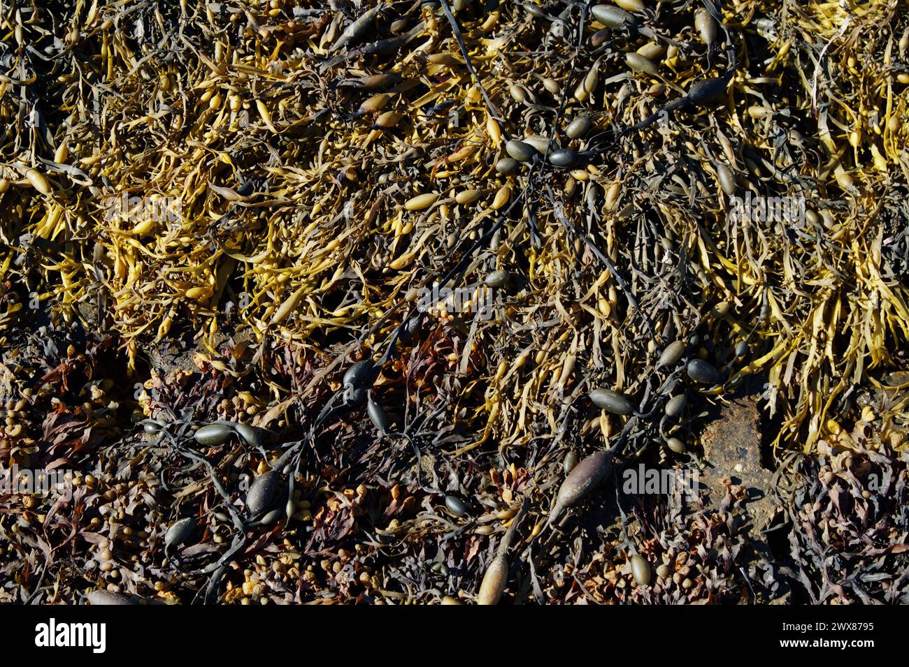 Mélange d'algues canaliculata canaliculata, et d'algues nouées, Ascophyllum nodosum, sur la haute-Côte, Lymington, Royaume-Uni Banque D'Images