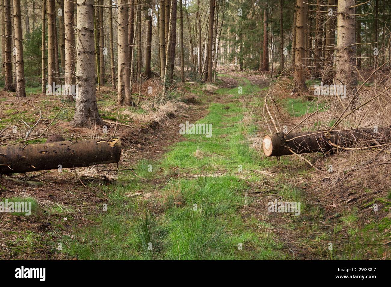 Un tronc d'arbre bloquant le chemin forestier a été scié à travers pour dégager le chemin Banque D'Images