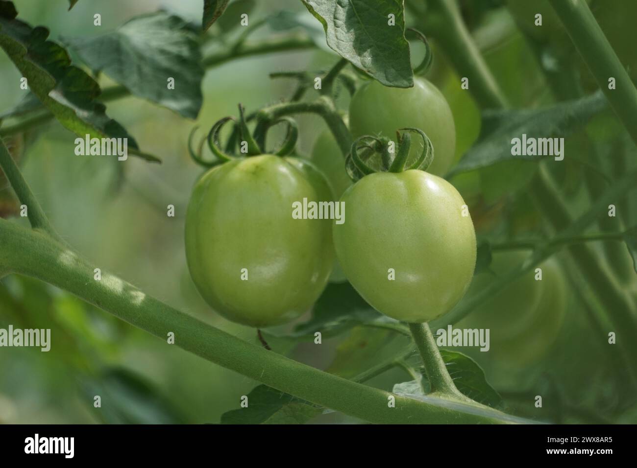 Tomate verte (aussi appelée Solanum lycopersicum, Lycopersicon lycopersicum, Lycopersicon esculentum) sur l'arbre Banque D'Images