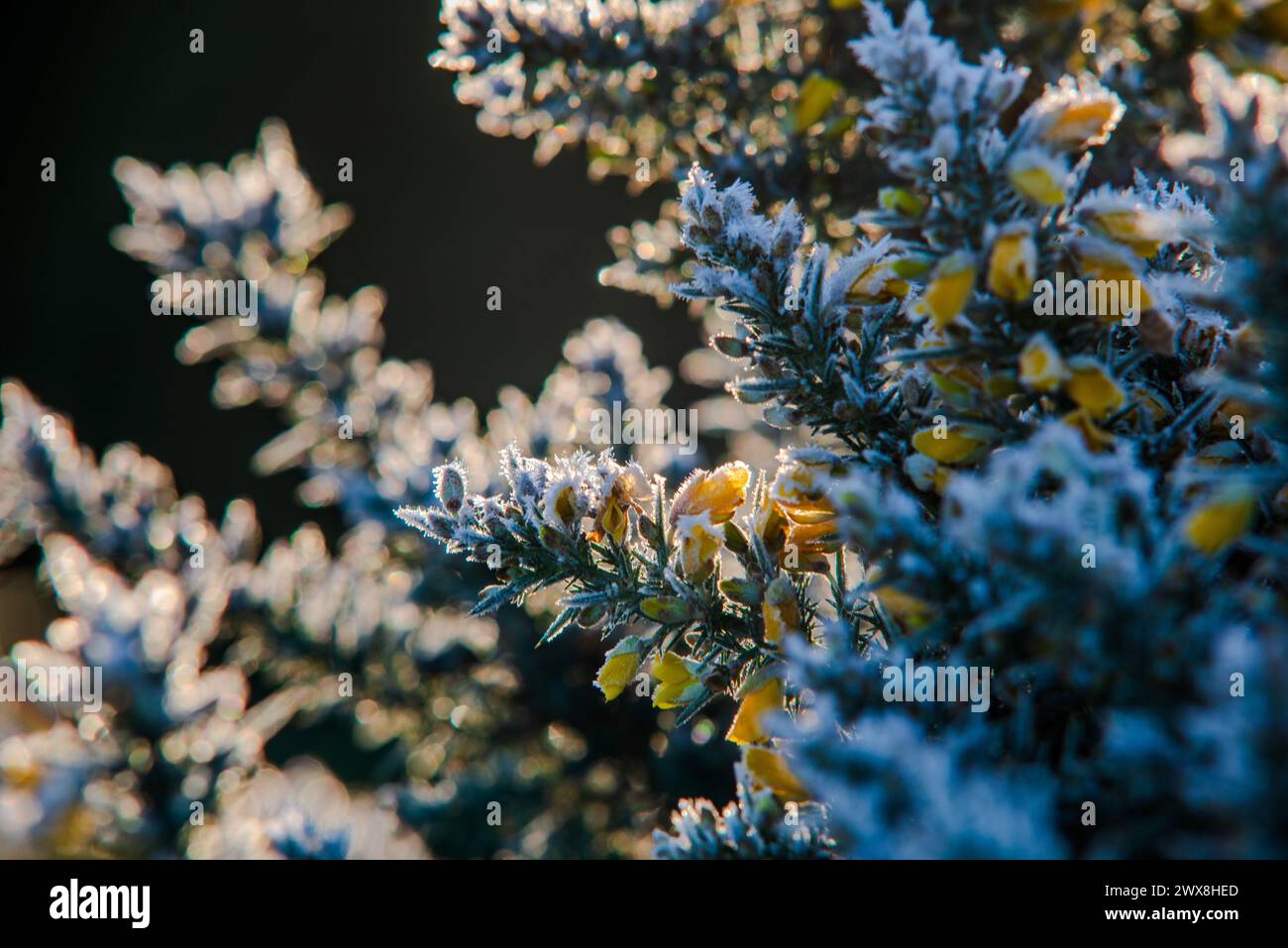 Ulex europaeus, floraison commune Gorse un matin d'hiver, Banque D'Images
