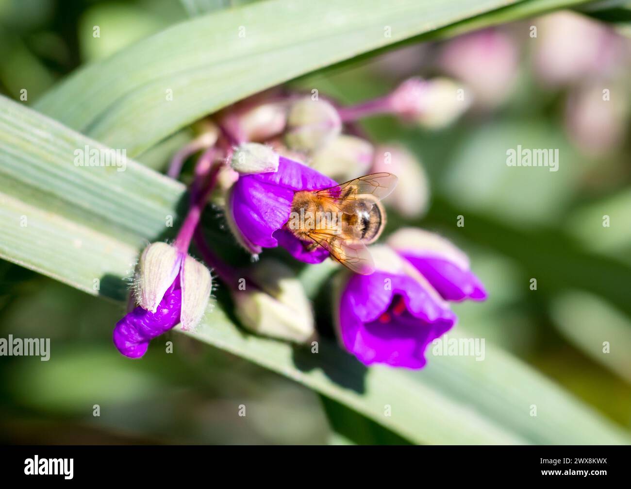 Une abeille (Apis mellifera) cueillant du nectar et pollinisant une fleur Banque D'Images