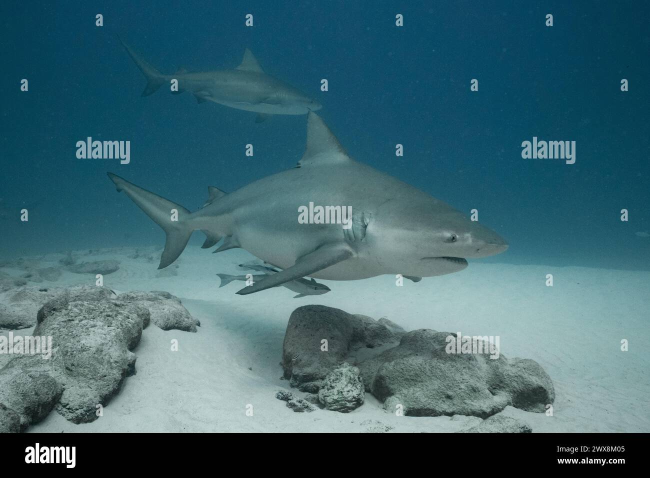 Taureau requins nageant librement à Shark point Banque D'Images