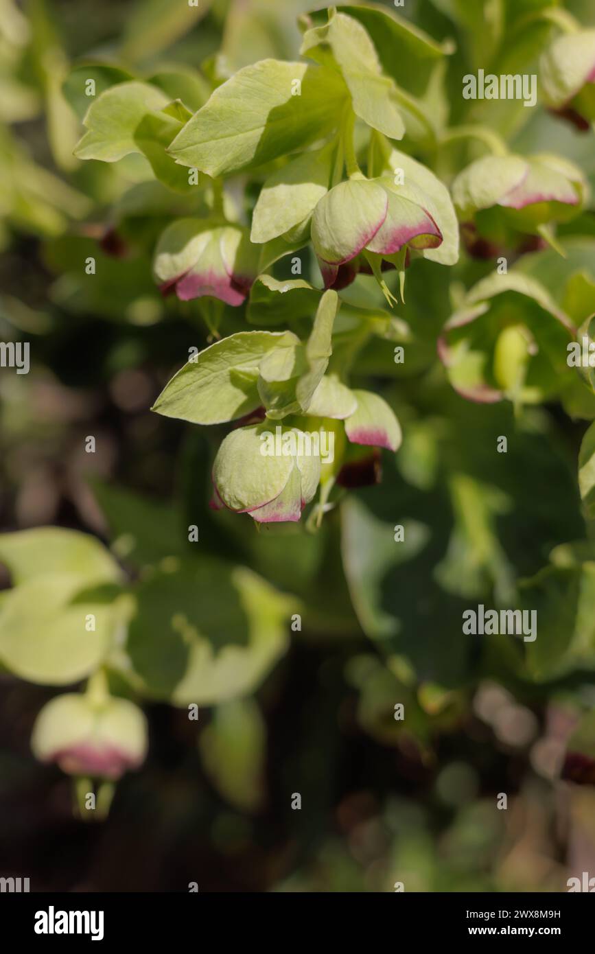 Fleurs d'hellebore puantes vertes qui fleurissent Banque D'Images