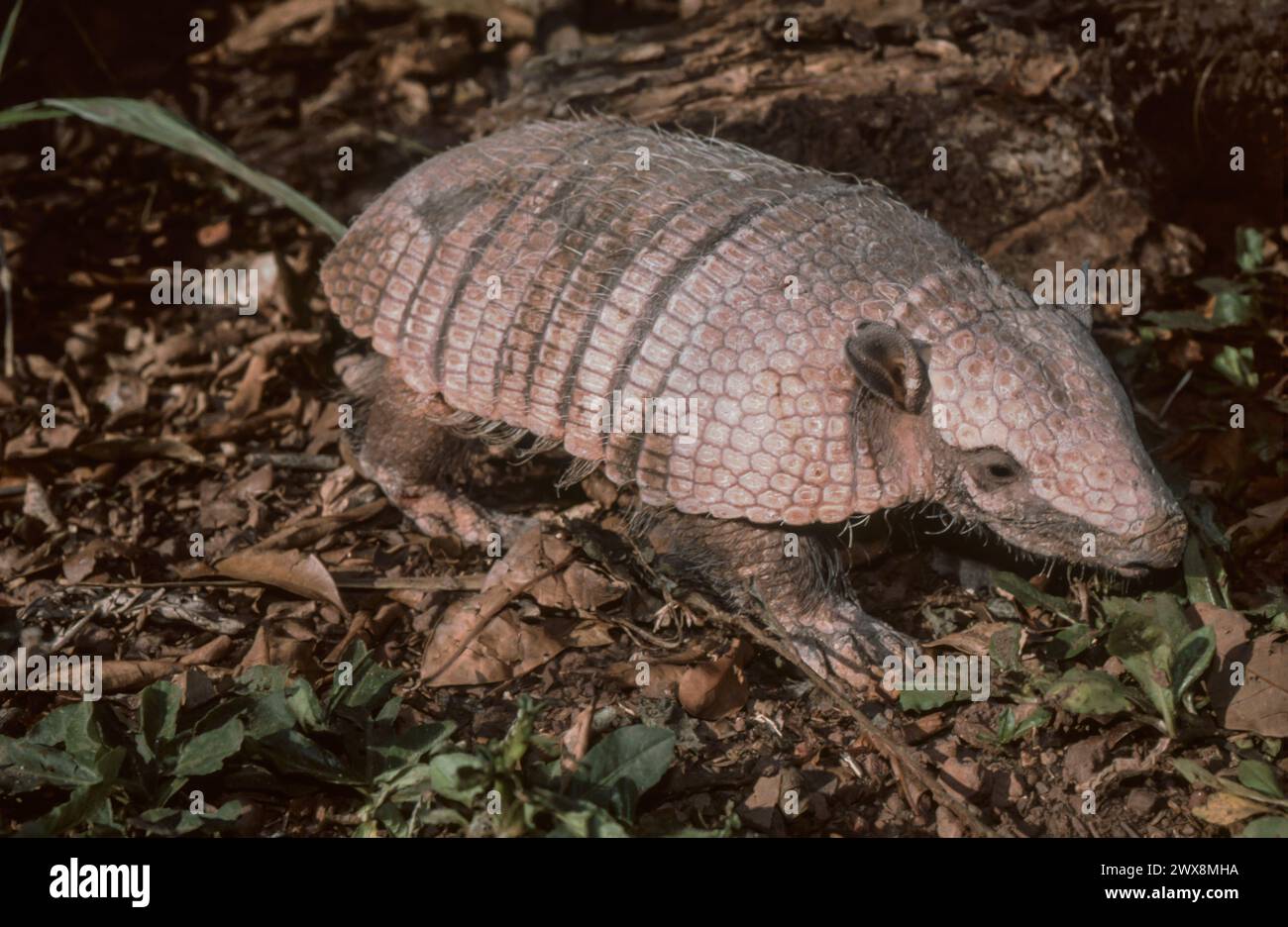 Armadillo (Chaetophractus villosus) Banque D'Images