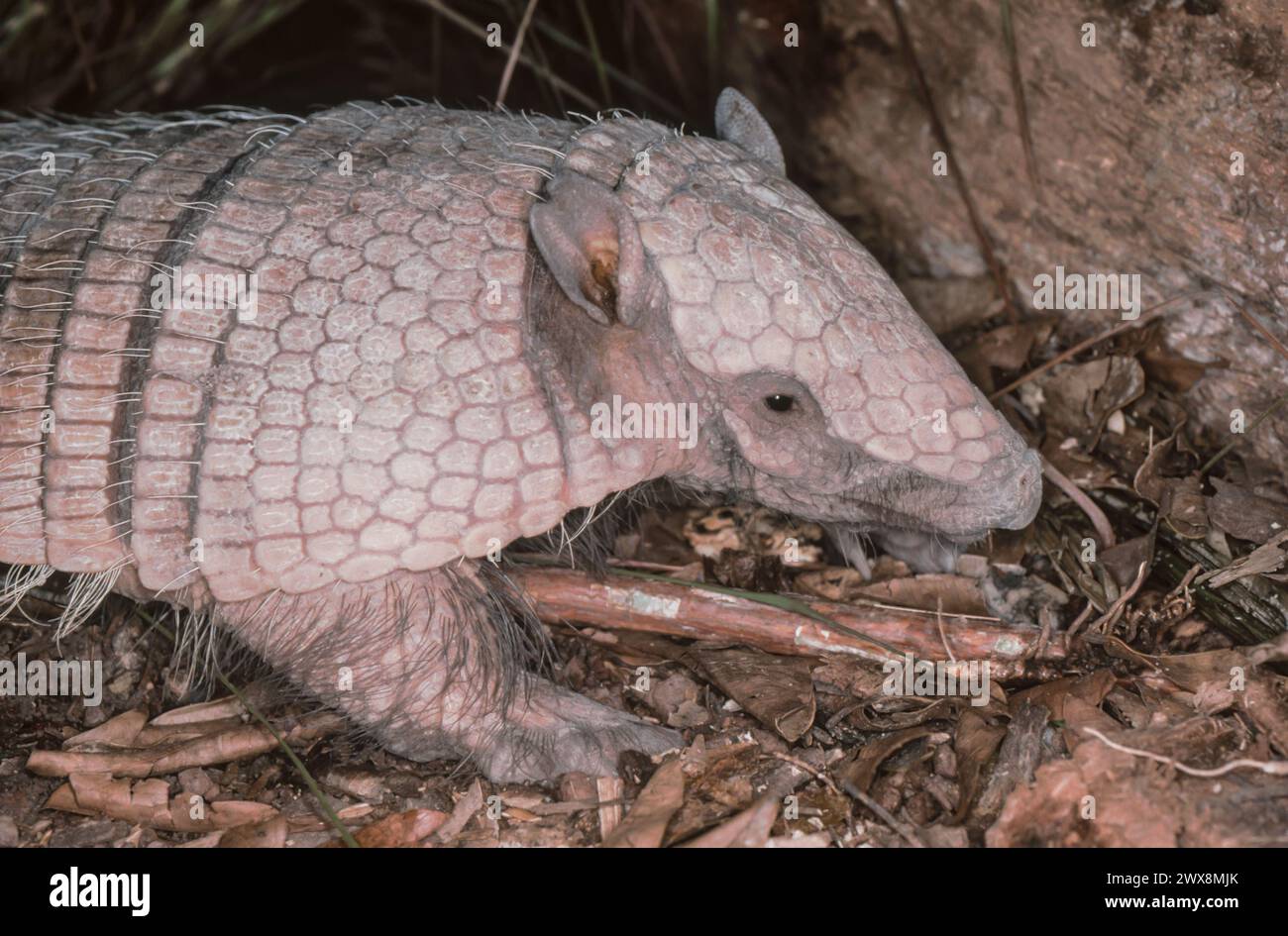 Armadillo (Chaetophractus villosus) Banque D'Images