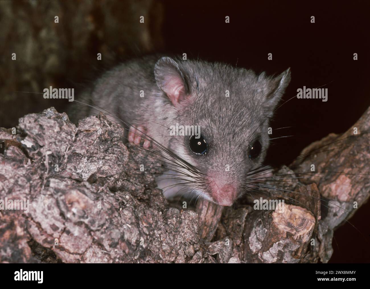 Lérot comestible européen ou lérot gras européen (Glis glis) Banque D'Images