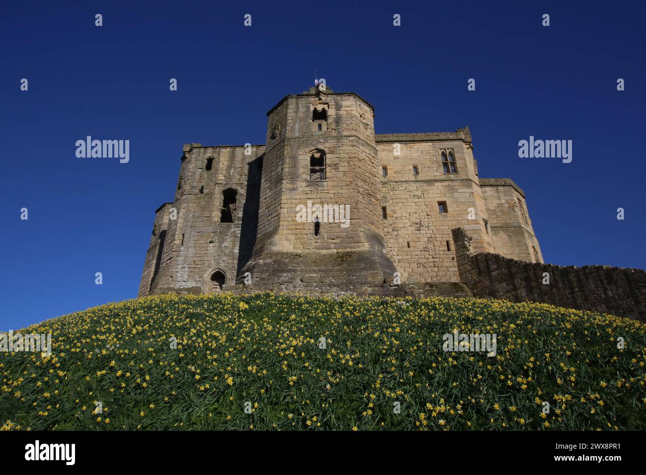 Météo Royaume-Uni : Château de Warkworth avec des jonquilles, les vacances de Pâques sont ici et pour une journée gratuite ou pas chère pour les familles soyez roi ou reine du château voyez comment Ducs de Northumberland, la famille Percy vivait dans le nord-est de l'Angleterre. William Shakespeare a mis en scène la première partie de Henry IV au château de Warkworth, Northumberland, le 28 mars 2024, Credit:DEWAlamy Live News Banque D'Images