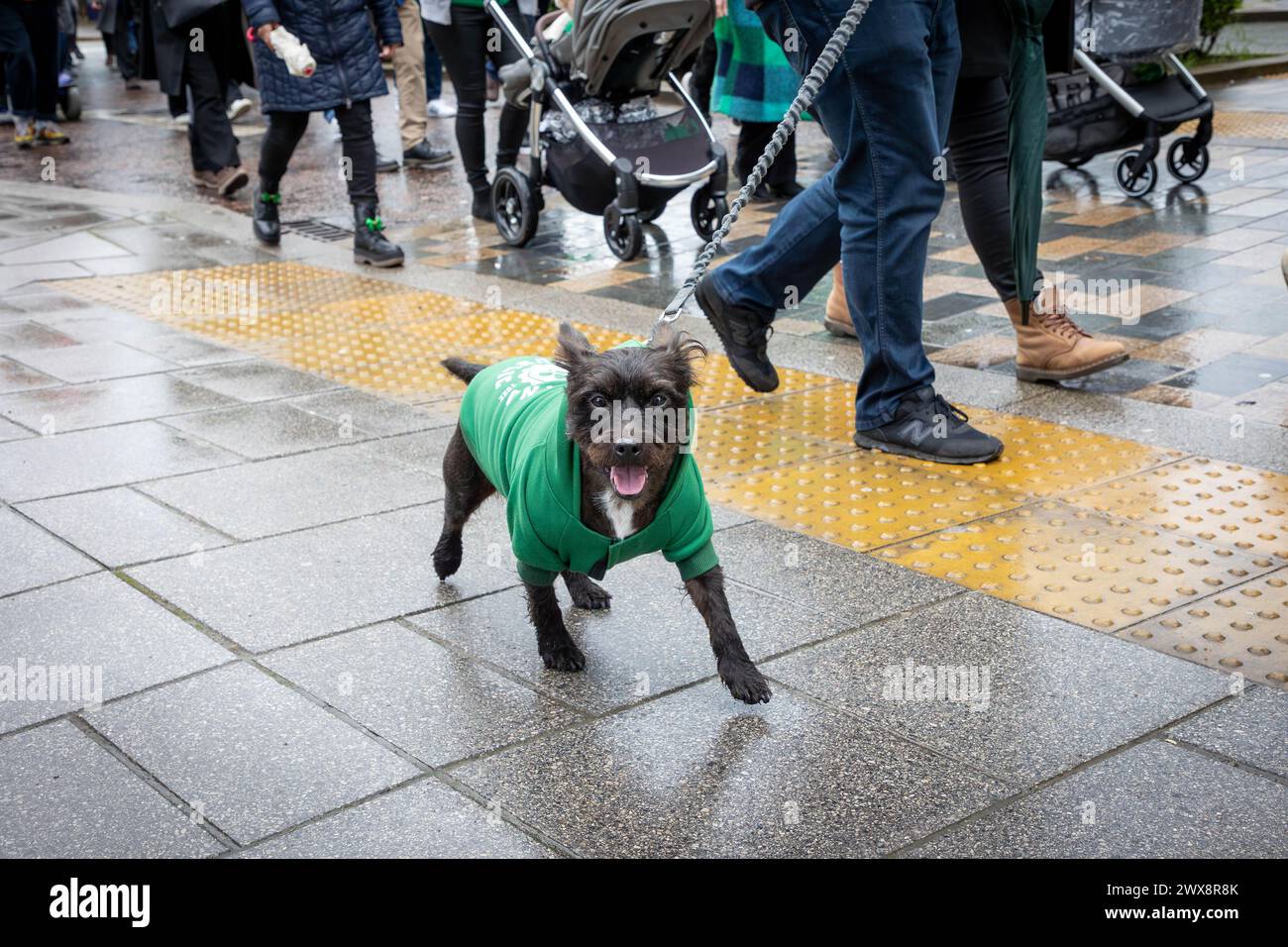 Petit chien en manteau vert se joint à la parade Warrington St Patrick's Day 2024 Banque D'Images