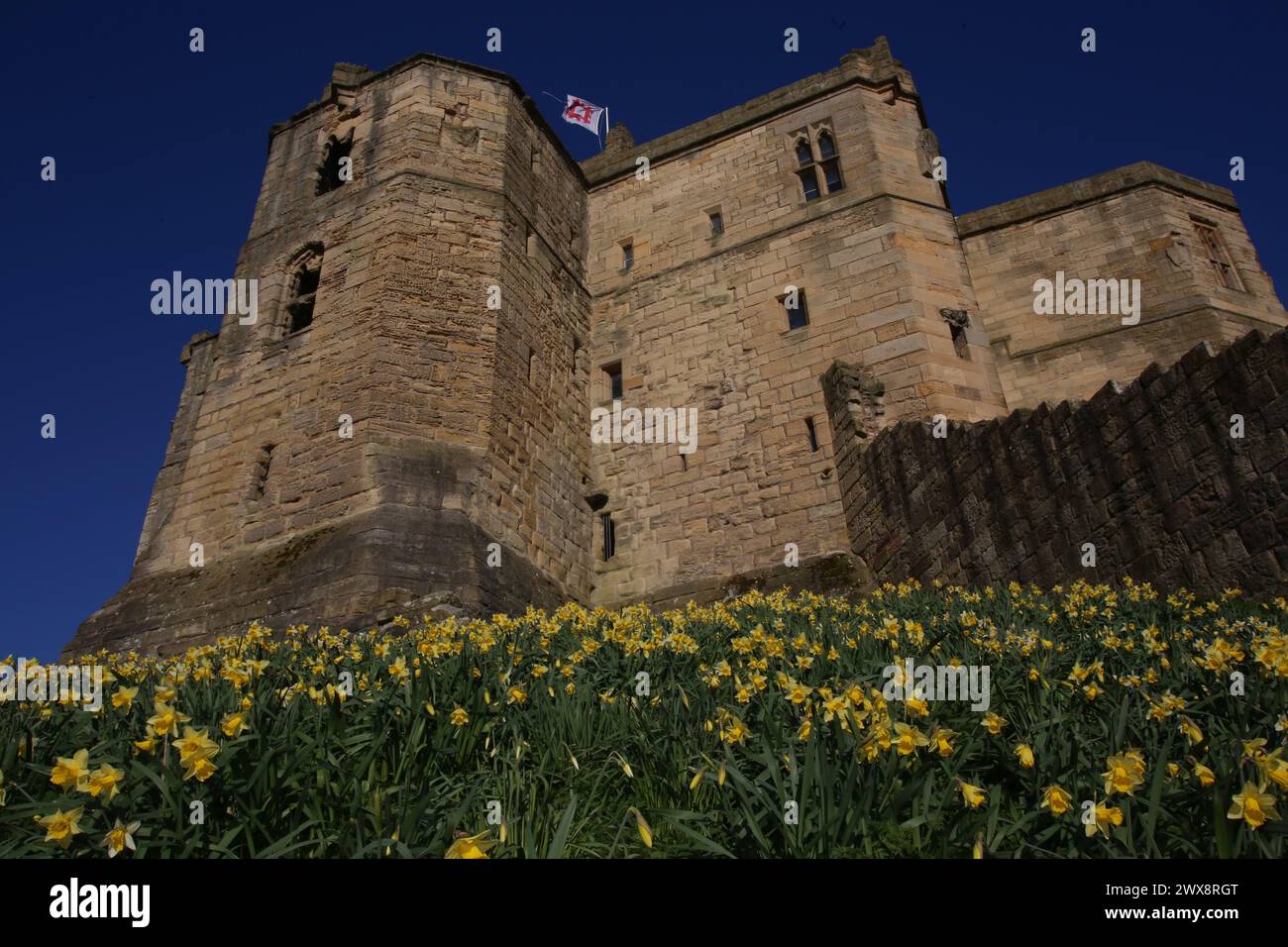 Météo Royaume-Uni : Château de Warkworth avec des jonquilles, les vacances de Pâques sont ici et pour une journée gratuite ou pas chère pour les familles soyez roi ou reine du château voyez comment Ducs de Northumberland, la famille Percy vivait dans le nord-est de l'Angleterre. William Shakespeare a mis en scène la première partie de Henry IV au château de Warkworth, Northumberland, le 28 mars 2024, Credit:DEWAlamy Live News Banque D'Images