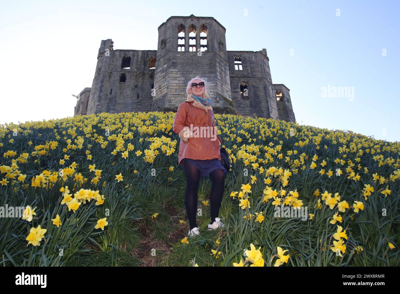 Météo Royaume-Uni : Château de Warkworth avec des jonquilles, les vacances de Pâques sont ici et pour une journée gratuite ou pas chère pour les familles soyez roi ou reine du château voyez comment Ducs de Northumberland, la famille Percy vivait dans le nord-est de l'Angleterre. William Shakespeare a mis en scène la première partie de Henry IV au château de Warkworth, Northumberland, le 28 mars 2024, Credit:DEWAlamy Live News Banque D'Images