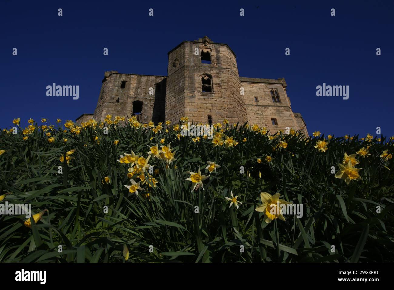 Météo Royaume-Uni : Château de Warkworth avec des jonquilles, les vacances de Pâques sont ici et pour une journée gratuite ou pas chère pour les familles soyez roi ou reine du château voyez comment Ducs de Northumberland, la famille Percy vivait dans le nord-est de l'Angleterre. William Shakespeare a mis en scène la première partie de Henry IV au château de Warkworth, Northumberland, le 28 mars 2024, Credit:DEWAlamy Live News Banque D'Images