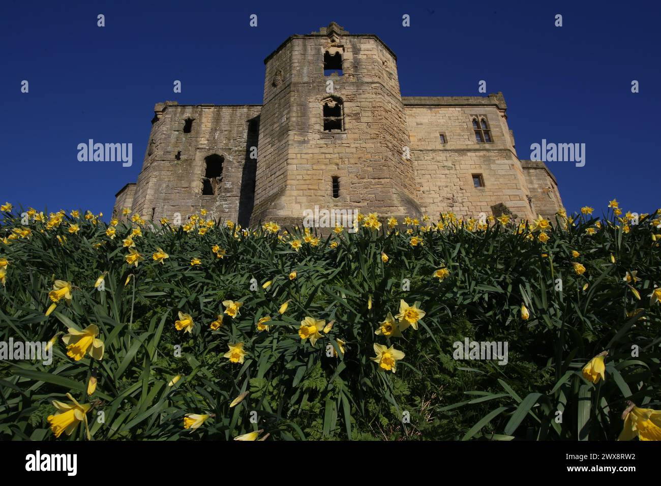 Météo Royaume-Uni : Château de Warkworth avec des jonquilles, les vacances de Pâques sont ici et pour une journée gratuite ou pas chère pour les familles soyez roi ou reine du château voyez comment Ducs de Northumberland, la famille Percy vivait dans le nord-est de l'Angleterre. William Shakespeare a mis en scène la première partie de Henry IV au château de Warkworth, Northumberland, le 28 mars 2024, Credit:DEWAlamy Live News Banque D'Images