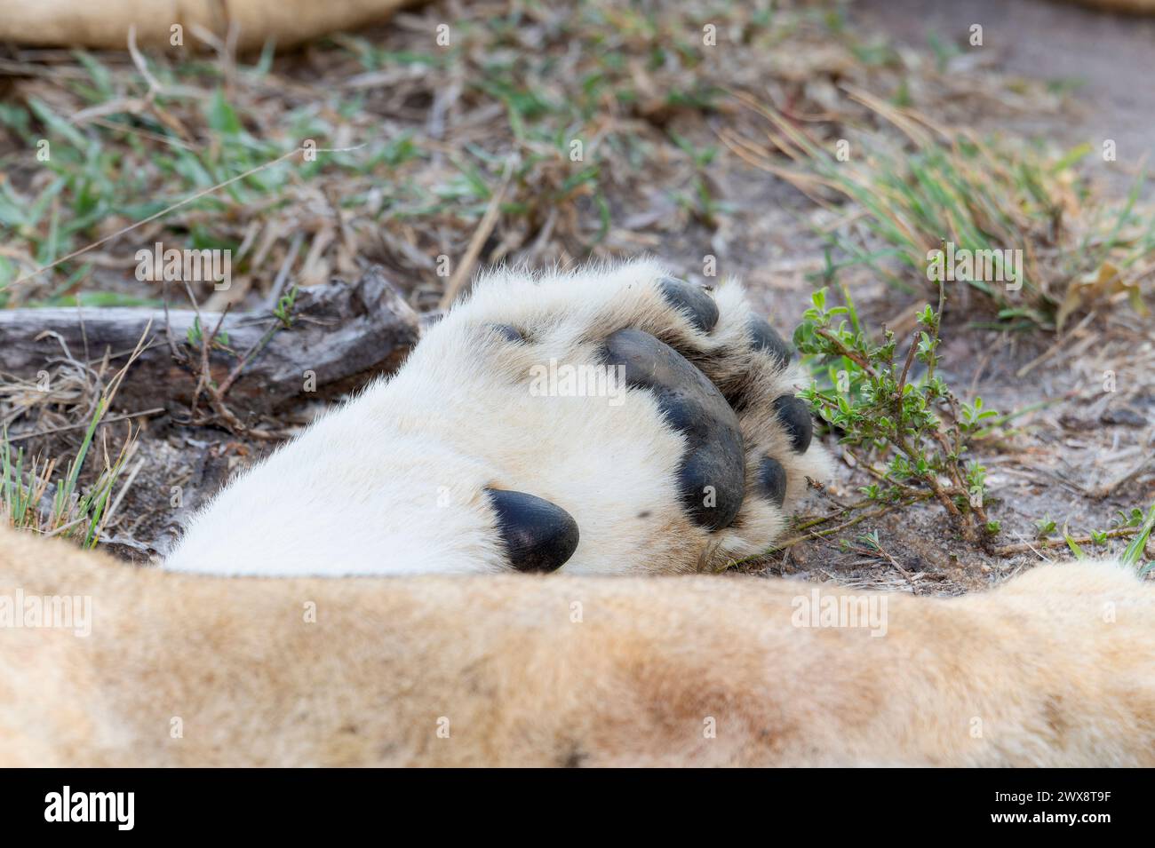 Une vue rapprochée capture les détails d'une patte de lion, Panthera leo, avec un motif de fourrure distinct. En Afrique du Sud. Banque D'Images