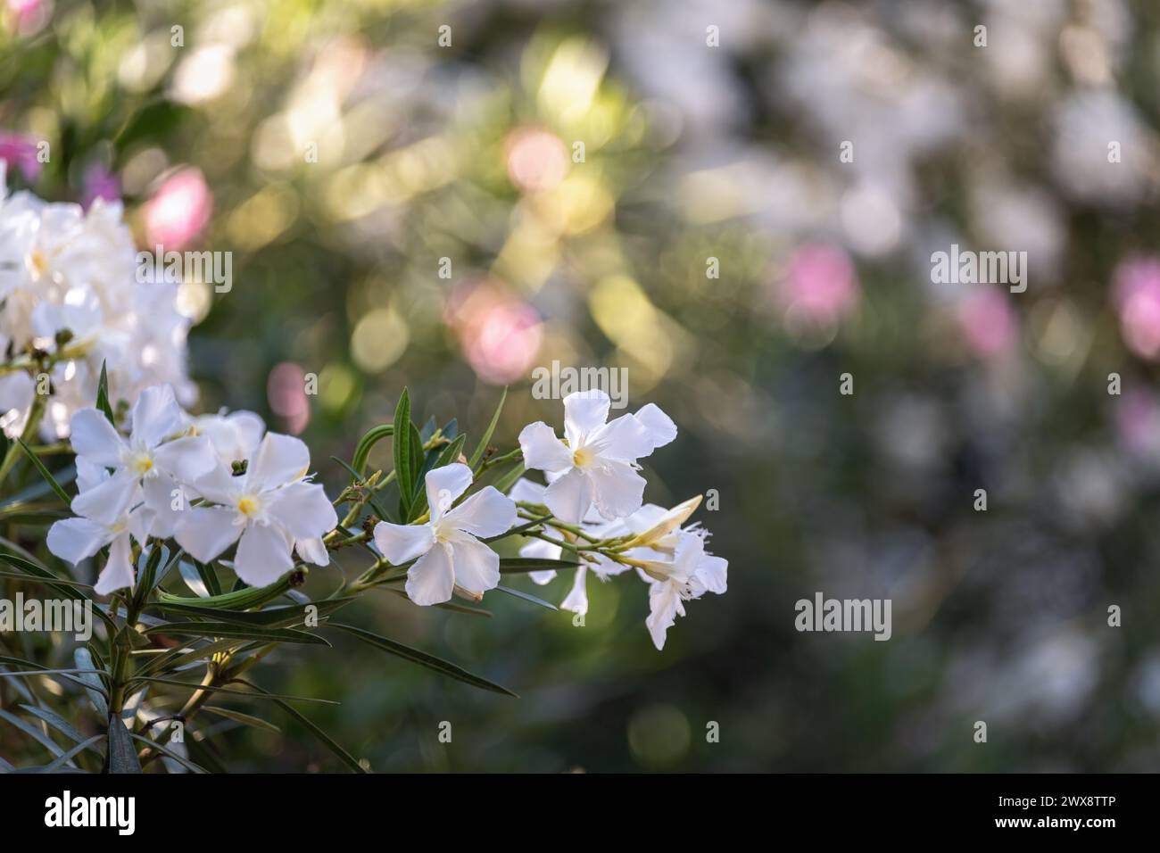 L'image capture habilement les fleurs de laurier saisissantes avec une mise au point nette, sur un arrière-plan légèrement flou, mettant en valeur la couleur vibrante de la plante Banque D'Images