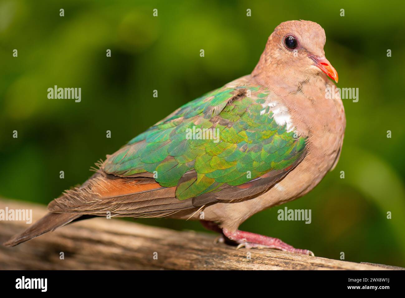 La colombe émeraude du Pacifique ou colombe émeraude à coiffe brune est un pigeon qui est un oiseau reproducteur résident répandu dans les parties tropicales et subtropicales Banque D'Images