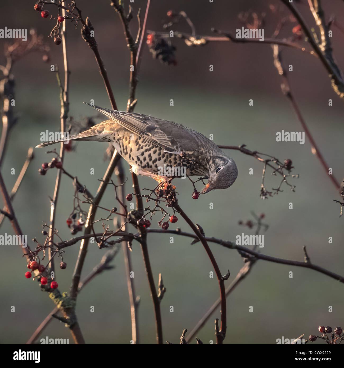 Un muguet brun (Turdus viscivorus) se nourrissant d'une baie de rowan en basse lumière du soleil d'hiver. Banque D'Images