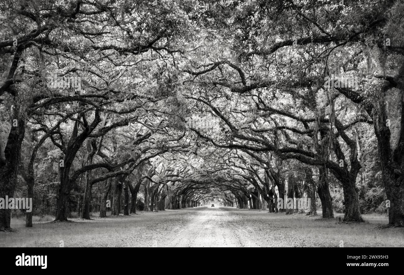 Une avenue de vieux chênes et une voiture au loin à Wormsloe, Géorgie ; noir et blanc Banque D'Images