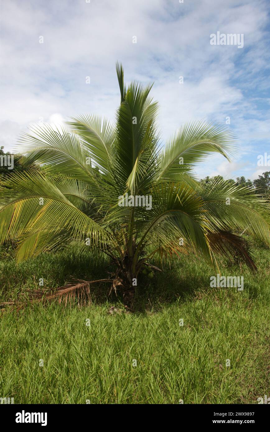 Palmier à huile américain, Elaeis oleifera, Arecaceae. Costa Rica. Elaeis oleifera est une espèce de palmier communément appelée palmier à huile américain. Banque D'Images Palmier à huile américain, Elaeis oleifera, Arecaceae. Costa Rica. Elaeis oleifera est une espèce de palmier communément appelée palmier à huile américain. Banque D'Images
