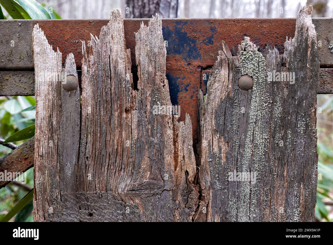 Visage de hibou abstrait dans un poteau de clôture en bois altéré - Caroline du Nord, États-Unis Banque D'Images