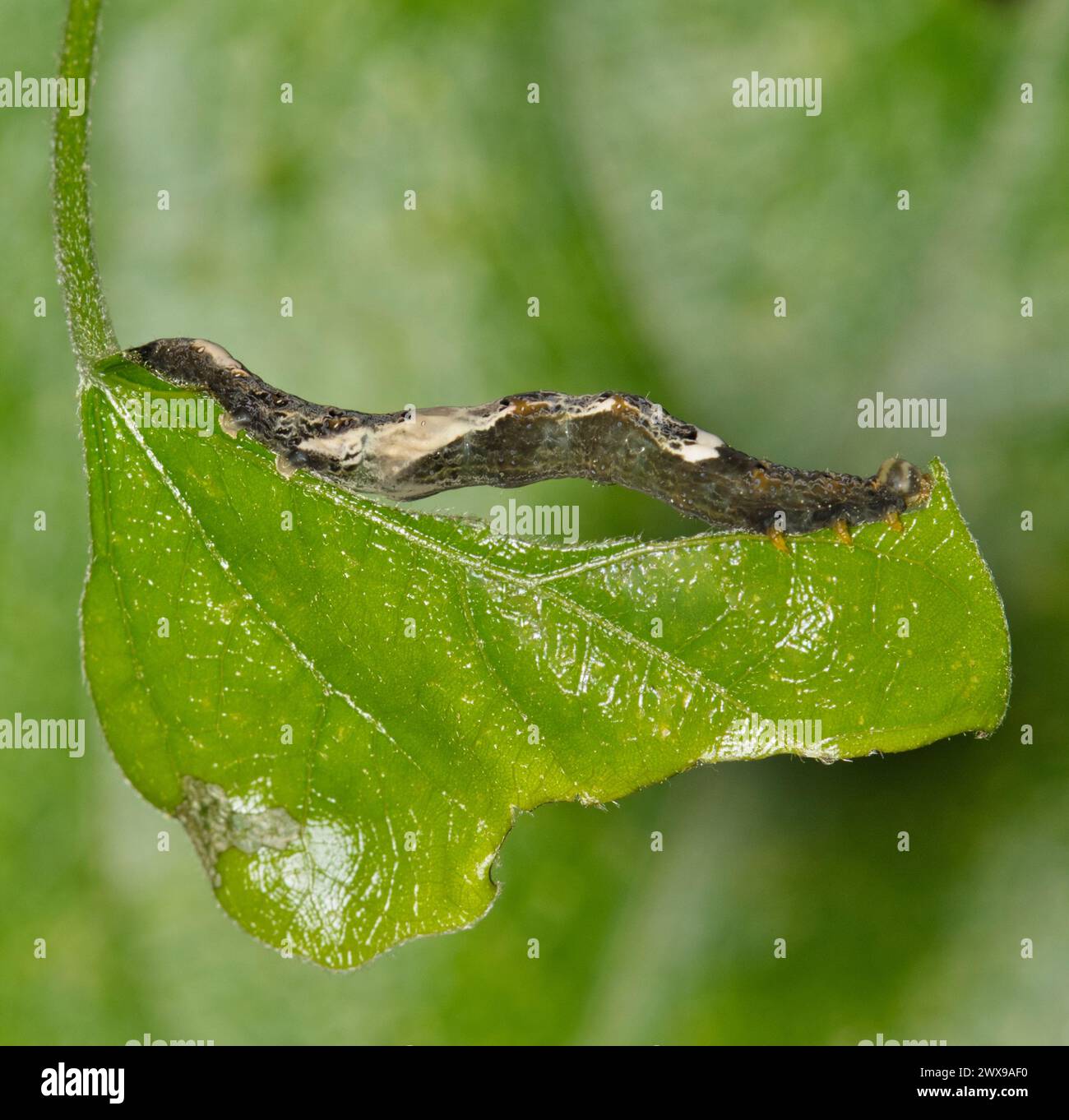 Chenille de graines de lune (Plusiodonta compressipalpis) mangeant des feuilles d'une vigne à Houston, TX États-Unis. Espèces de la famille des Erebidae originaires des États-Unis et du Canada. Banque D'Images