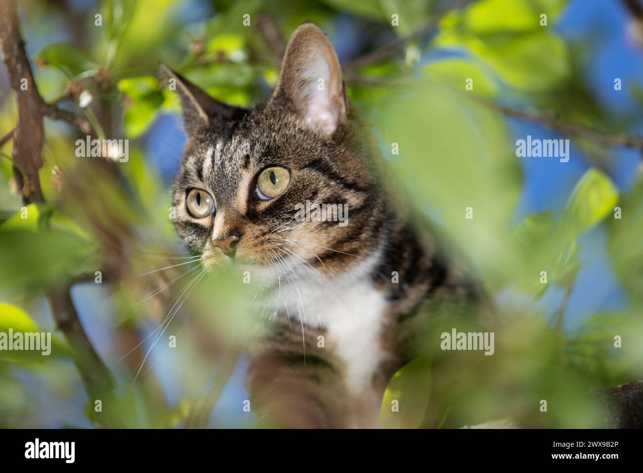 Un chat sur l'arbre appréciant un temps de printemps Banque D'Images
