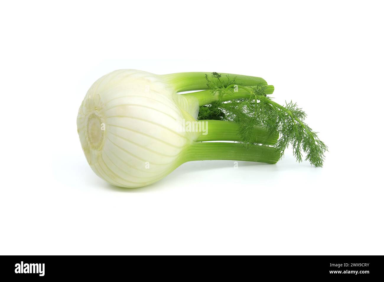 Bulbe de fenouil entier principalement jaune clair, avec des nuances contrastées de vert sur les tiges et les feuilles plumeuses isolées sur fond blanc Banque D'Images