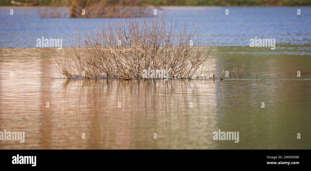 bush dans le lac avec un beau reflet coloré Banque D'Images bush dans le lac avec un beau reflet coloré Banque D'Images