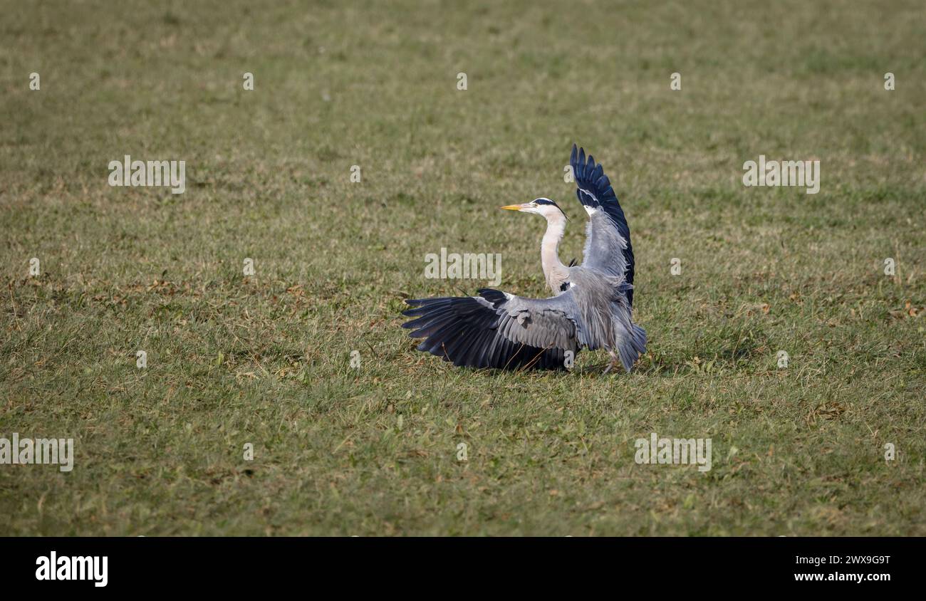 héron gris dansant avec ailes larges ouvertes Banque D'Images héron gris dansant avec ailes larges ouvertes Banque D'Images