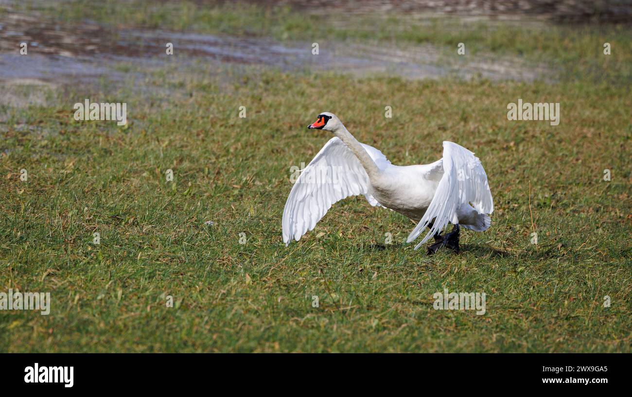 cygne blanc sur l'herbe, commencer à décoller Banque D'Images cygne blanc sur l'herbe, commencer à décoller Banque D'Images