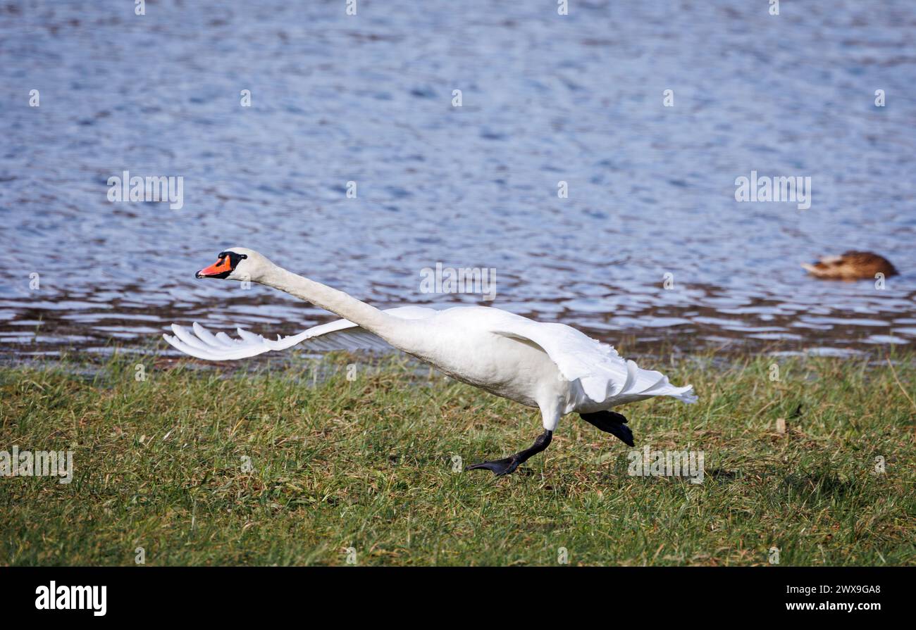cygne blanc sur l'herbe, commencer à décoller avec les ailes larges ouvertes Banque D'Images cygne blanc sur l'herbe, commencer à décoller avec les ailes larges ouvertes Banque D'Images