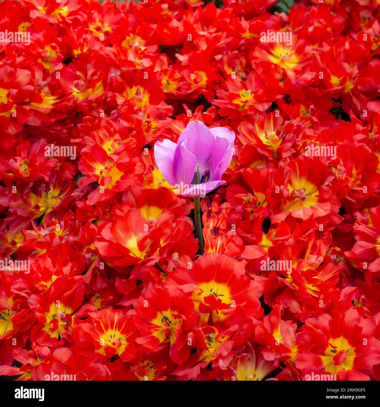 une grande tulipe violette dans un champ de tulipes rouges Banque D'Images une grande tulipe violette dans un champ de tulipes rouges Banque D'Images
