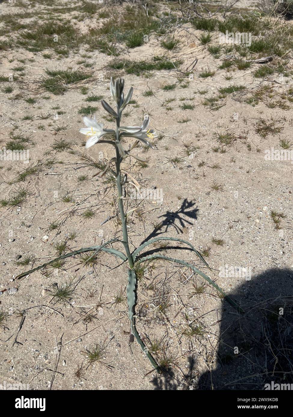 Desert Superbloom et fleurs sauvages Banque D'Images