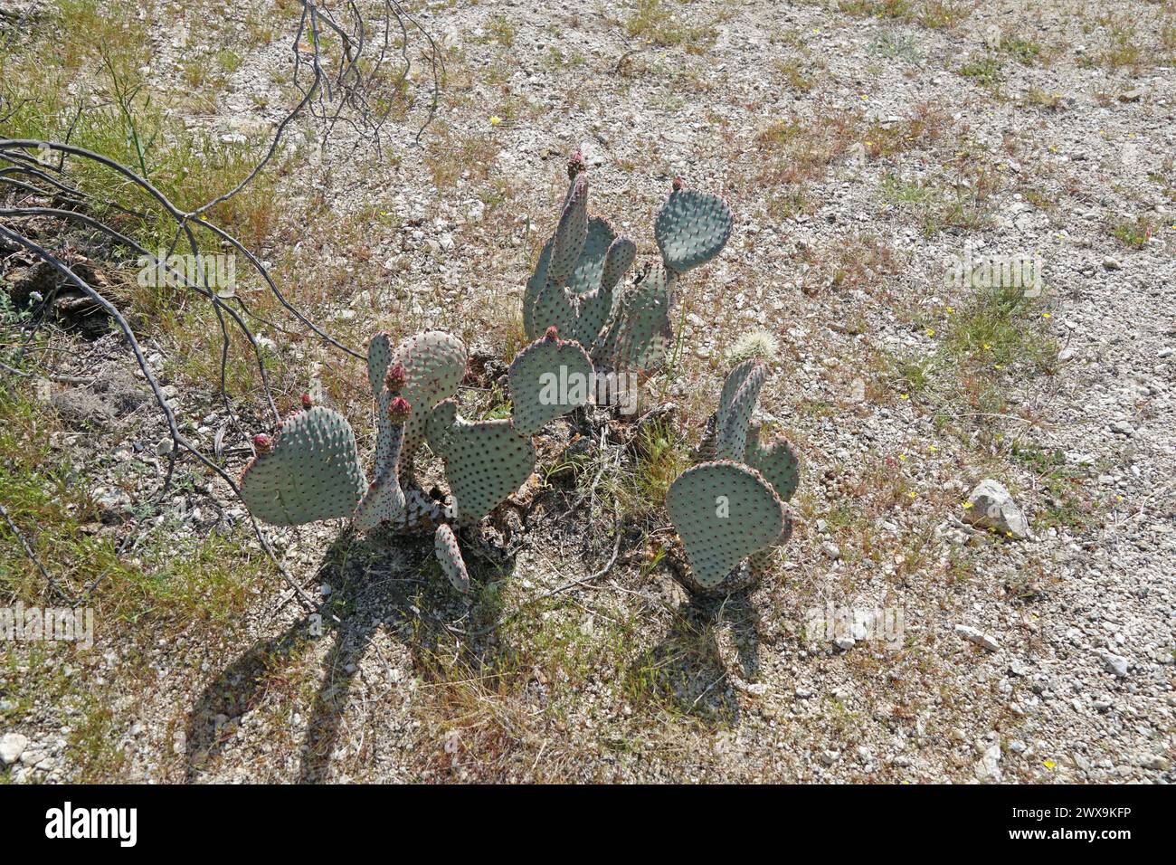 Cactus du désert et succulents Banque D'Images