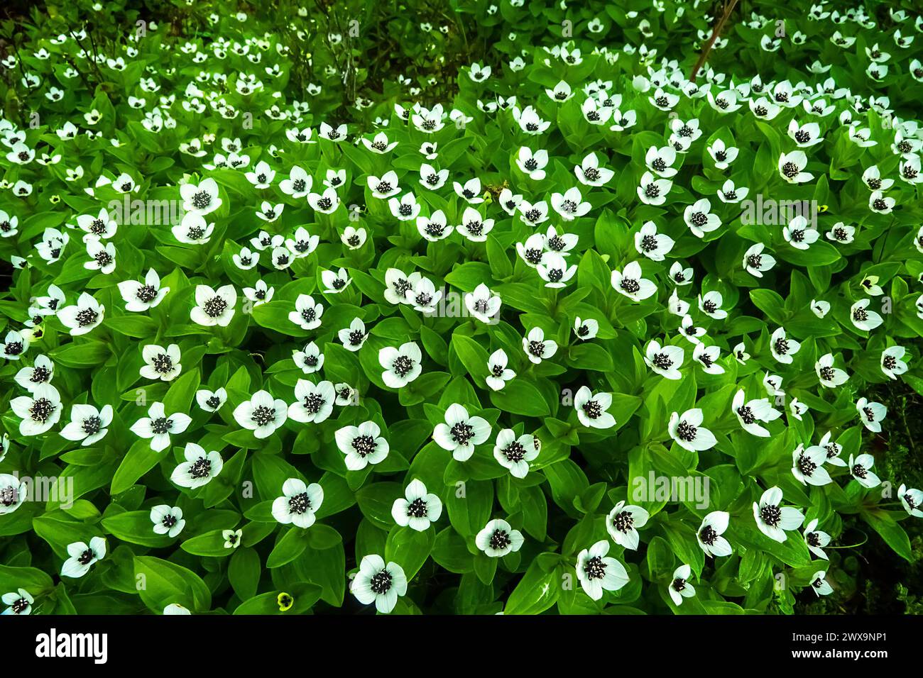 Flore du nord de la Scandinavie. La beauté stricte des pétales sculptés du cornel nain (Cornus suecia). La côte skerry de la mer de Barents, le Kola Penin Banque D'Images