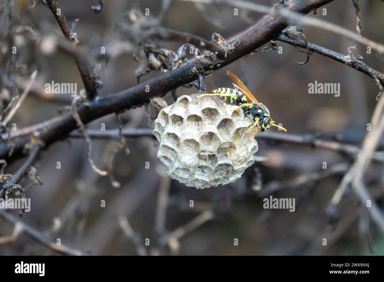 Le nid de printemps de la guêpe est suspendu à une branche. Guêpe en papier polistes sur la côte de la mer Noire, Crimée Banque D'Images