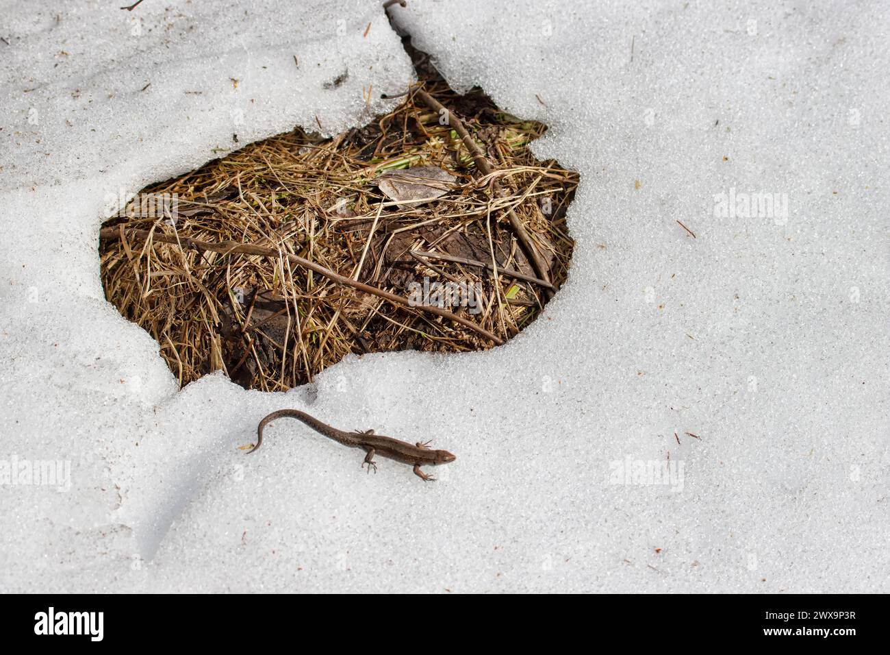 Le lézard anglais commun (Lacerta vivipara) migre au printemps. Cet animal à sang froid s'est réchauffé au soleil et n'évite pas la neige sur le chemin. Ni Banque D'Images