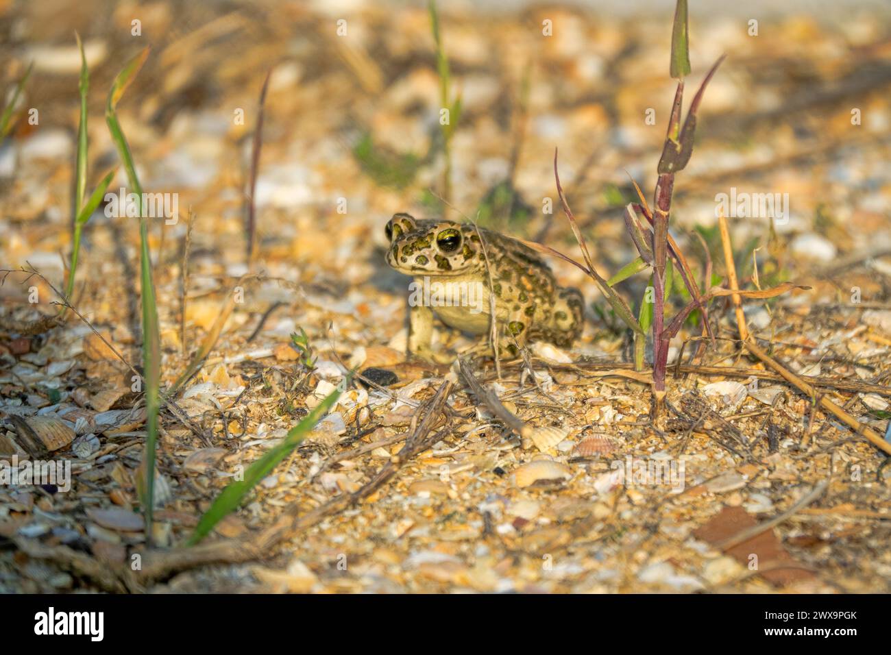 Le crapaud variable (Bufo viridis) chasse les petits insectes dans les dunes des steppes Banque D'Images