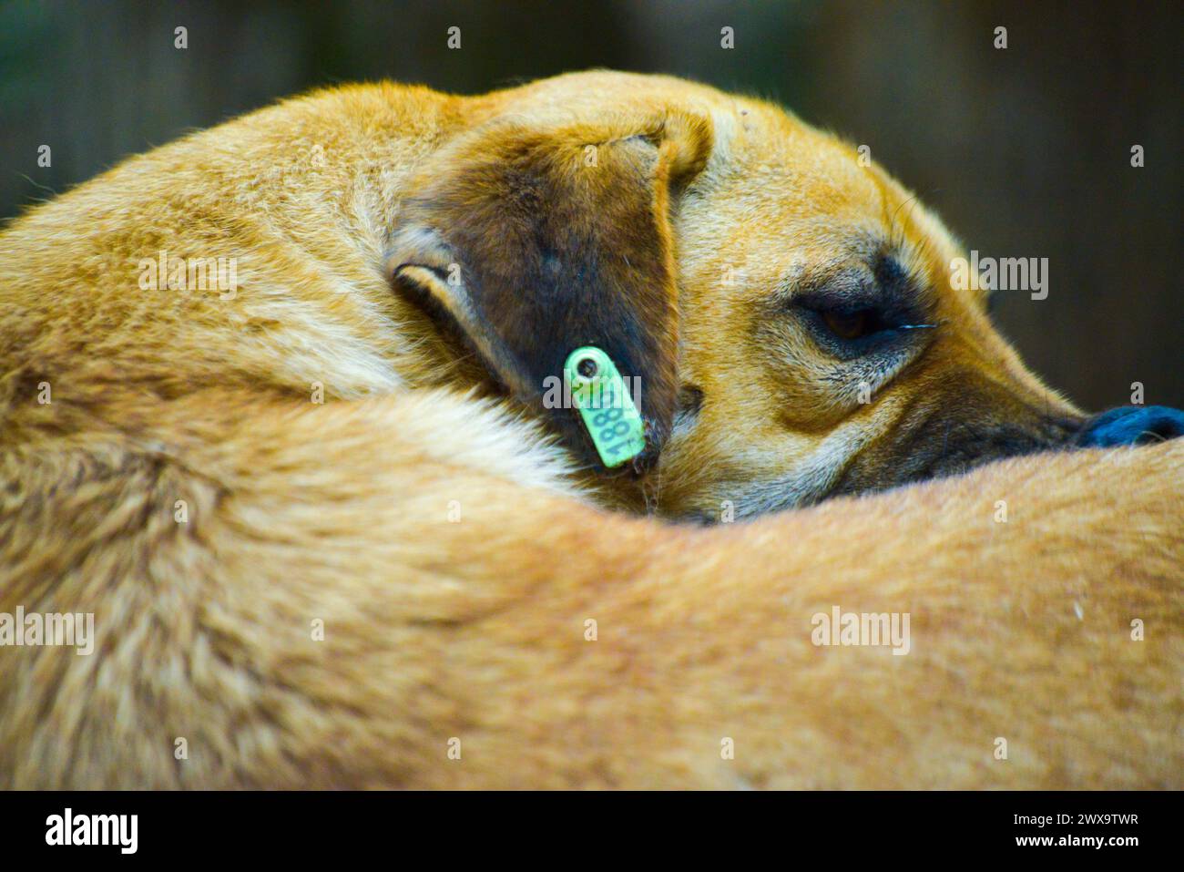 Un chien errant sans abri est vu démanger et gratter en raison de l'irritation de la peau, cherchant à soulager de l'inconfort. Banque D'Images